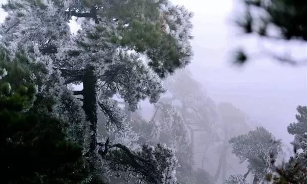 大金狮逃生